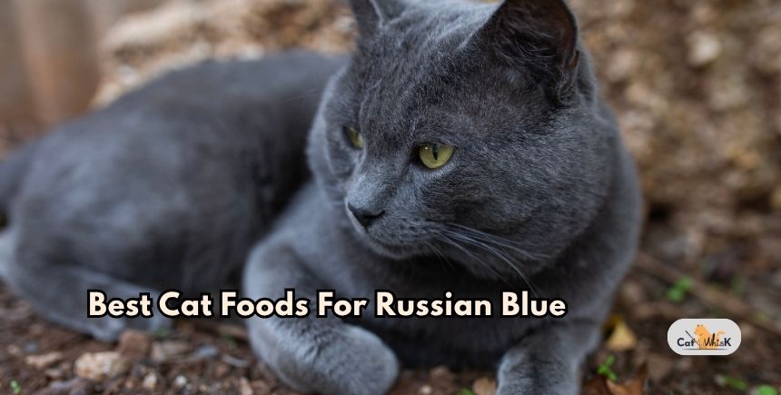 best cat foods for russian blue