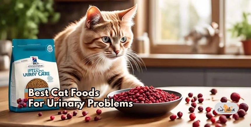 best cat foods for urinary problems
