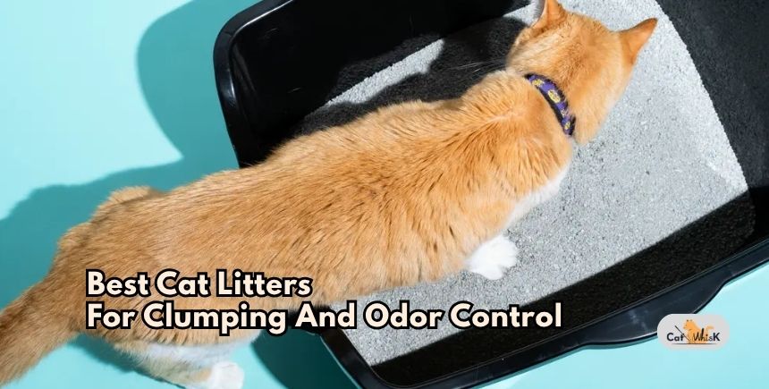 best cat litters for clumping and odor control