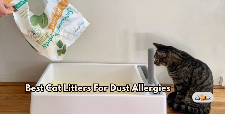 best cat litters for dust allergies