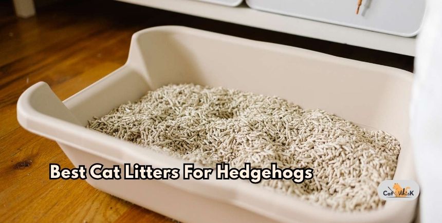 best cat litters for hedgehogs