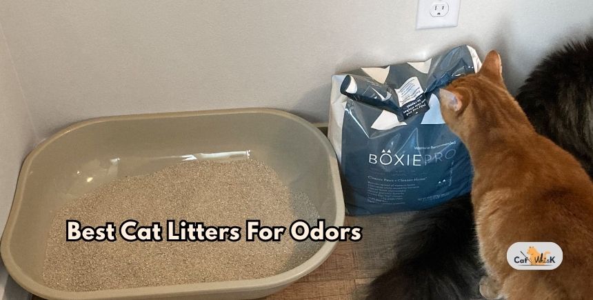 best cat litters for odors