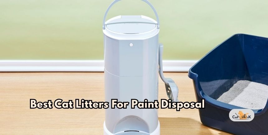 best cat litters for paint disposal