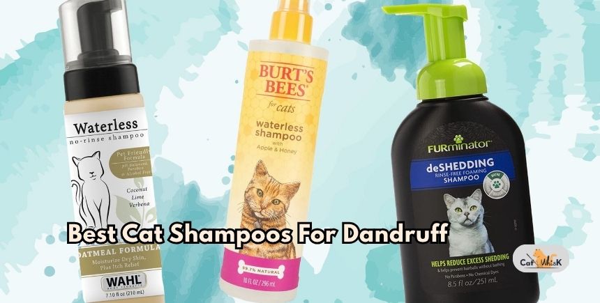 best cat shampoos for dandruff