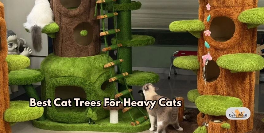 best cat trees for heavy cats