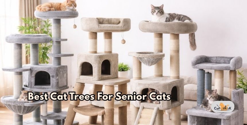 best cat trees for senior cats