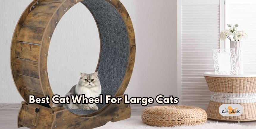 best cat wheel for large cats