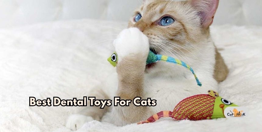 best dental toys for cats