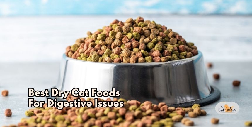 best dry cat foods for digestive issues