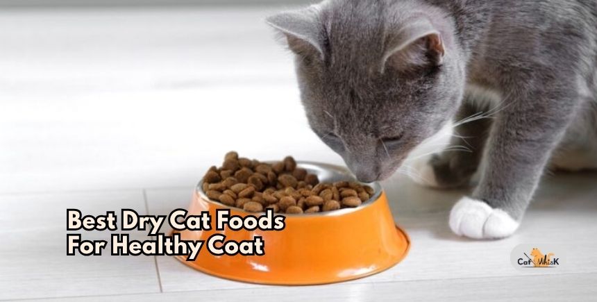 best dry cat foods for healthy coat