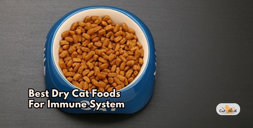 best dry cat foods for immune system
