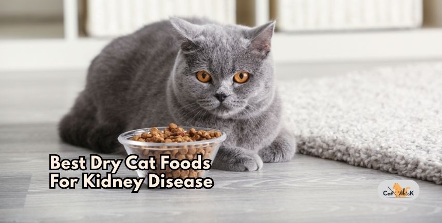 best dry cat foods for kidney disease