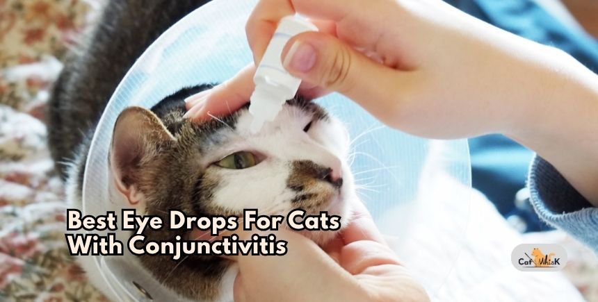 best eye drops for cats with conjunctivitis