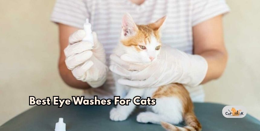 best eye washes for cats