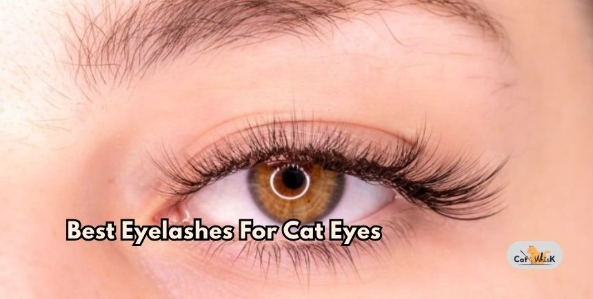 best eyelashes for cat eyes