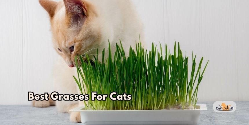best grasses for cats