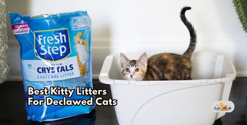 best kitty litters for declawed cats