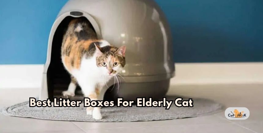 best litter boxes for elderly cat