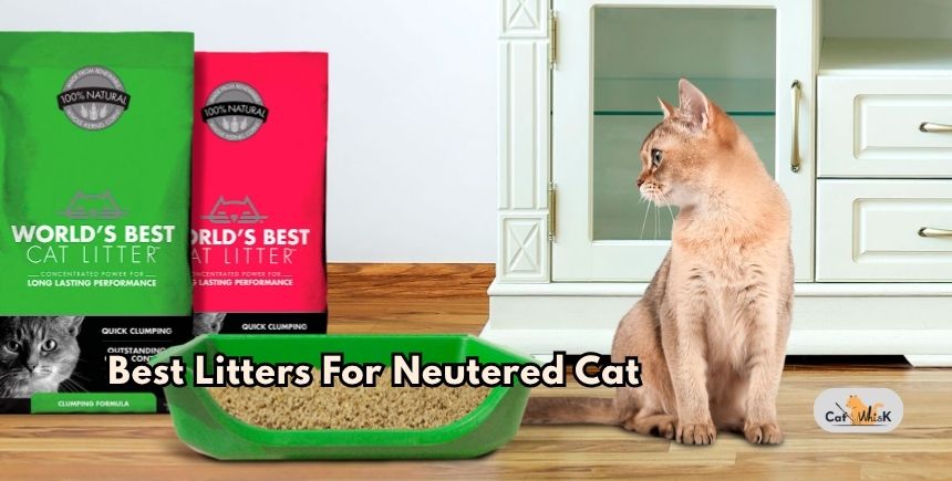 best litters for neutered cat