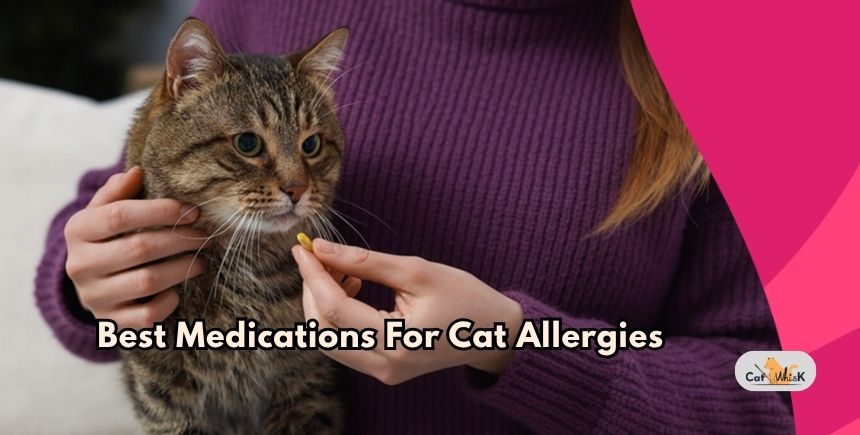 best medications for cat allergies