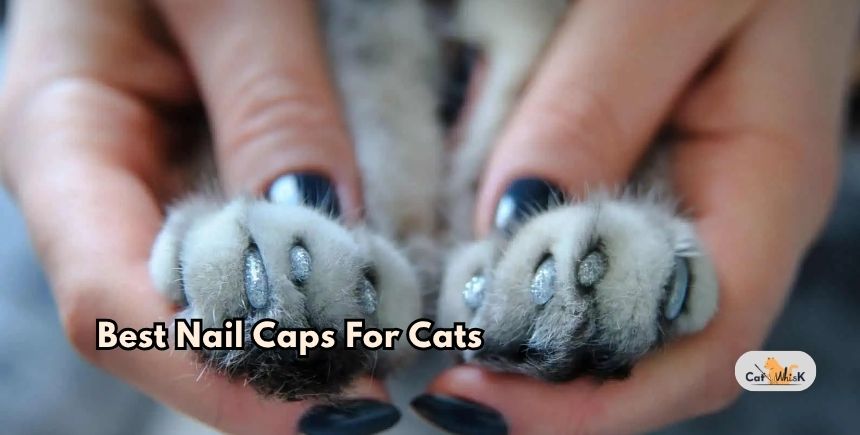 best nail caps for cats