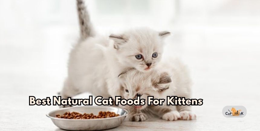 best natural cat foods for kittens