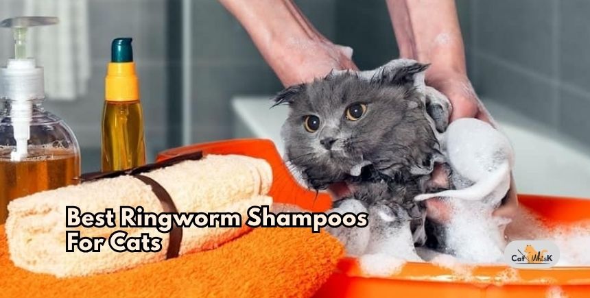 best ringworm shampoos for cats