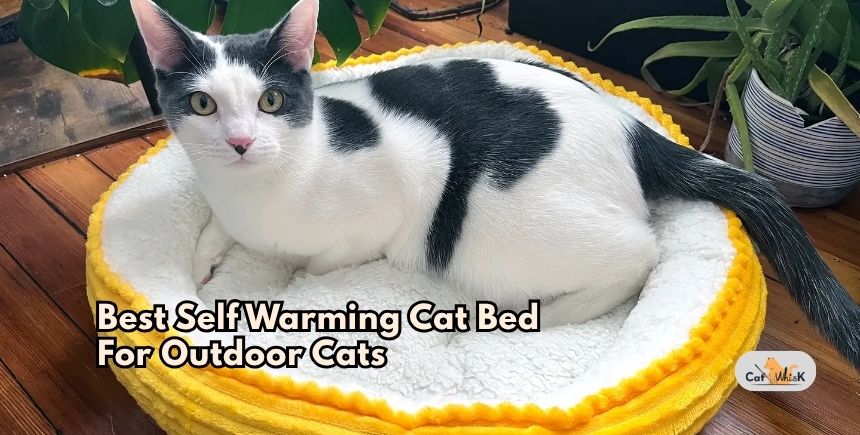 best self warming cat bed for outdoor cats