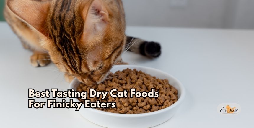 best tasting dry cat foods for finicky eaters