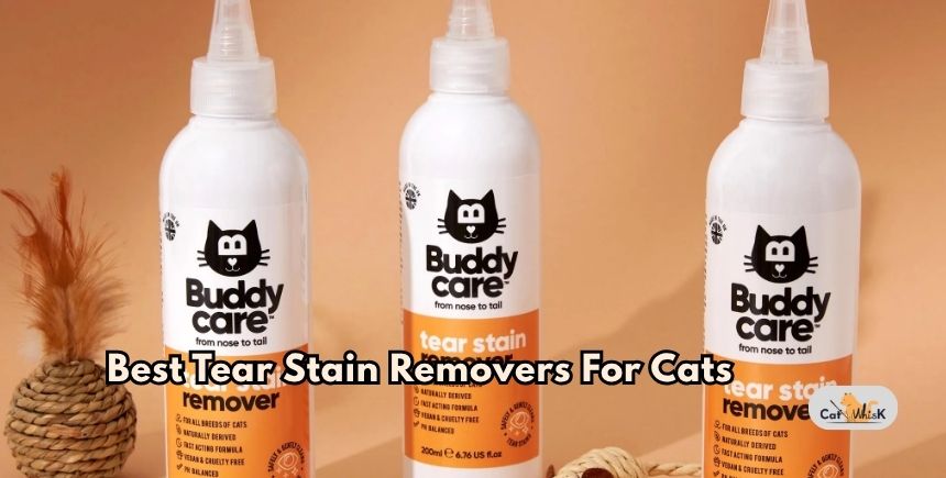 best tear stain removers for cats