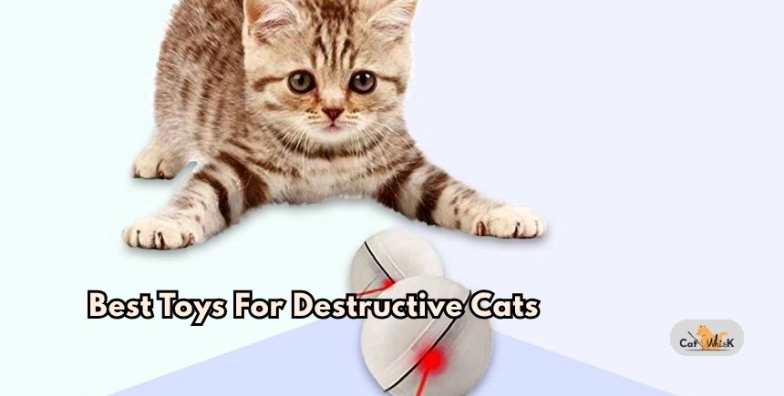 best toys for destructive cats