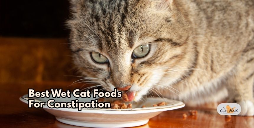 best wet cat foods for constipation