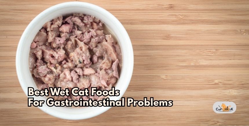 best wet cat foods for gastrointestinal problems