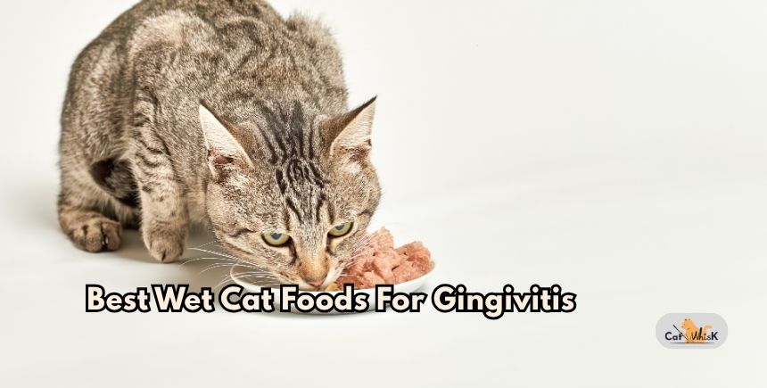 best wet cat foods for gingivitis