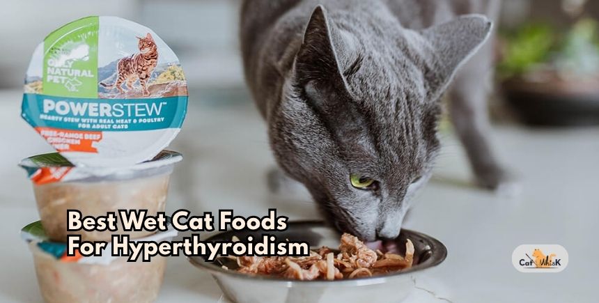 best wet cat foods for hyperthyroidism