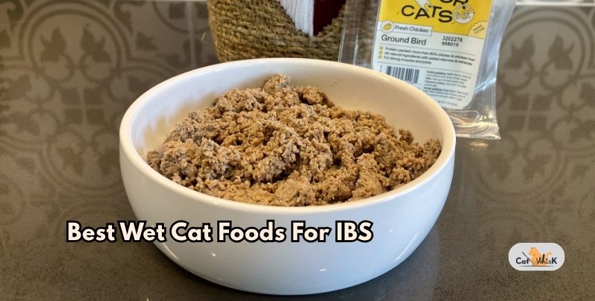 best wet cat foods for ibs
