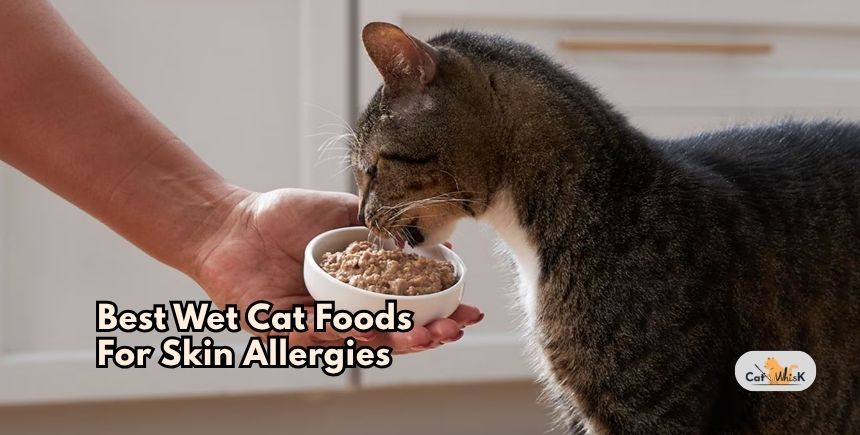 best wet cat foods for skin allergies