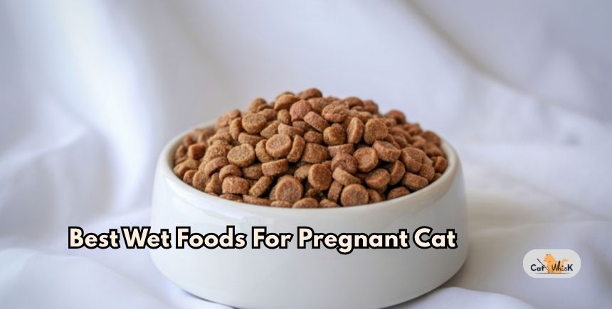 best wet foods for pregnant cat