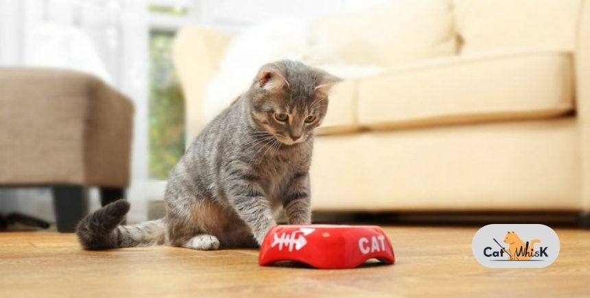 how many days can a cat go without food