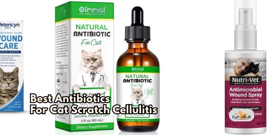 best antibiotics for cat scratch cellulitis