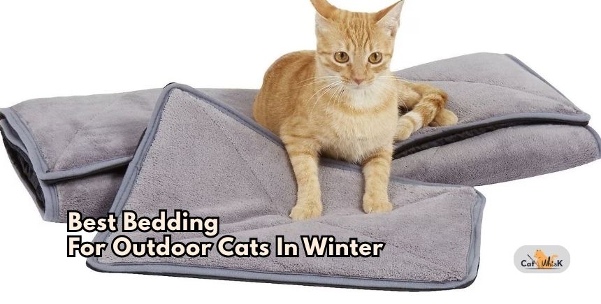 best bedding for outdoor cats in winter