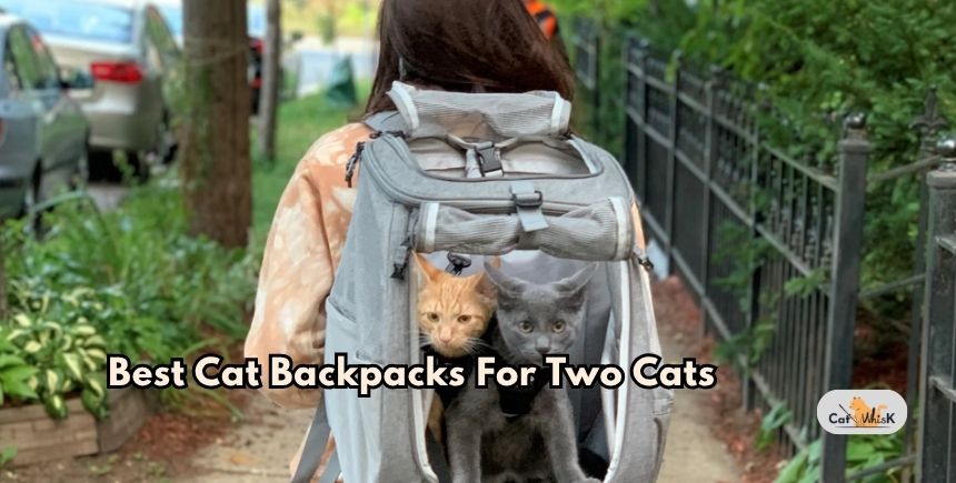 best cat backpacks for two cats