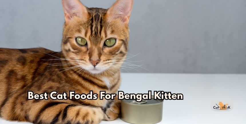 best cat foods for bengal kitten