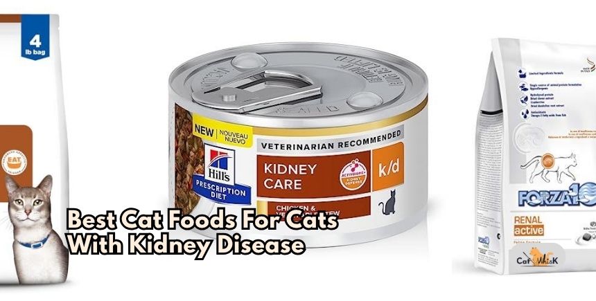 best cat foods for cats with kidney disease