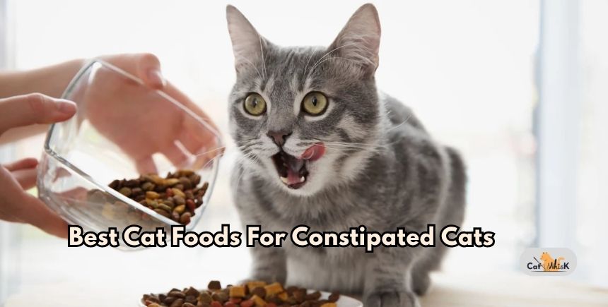 best cat foods for constipated cats