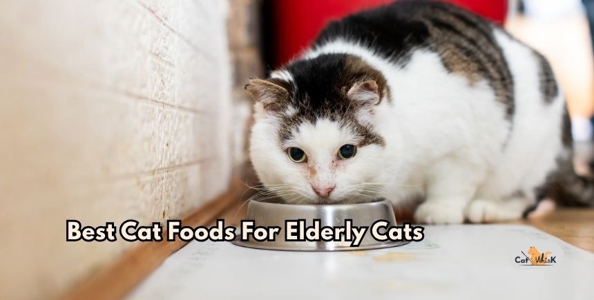 best cat foods for elderly cats
