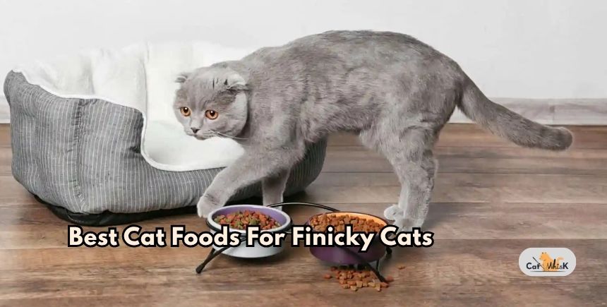 best cat foods for finicky cats