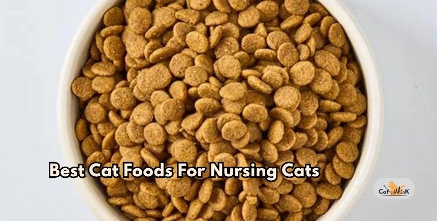 best cat foods for nursing cats
