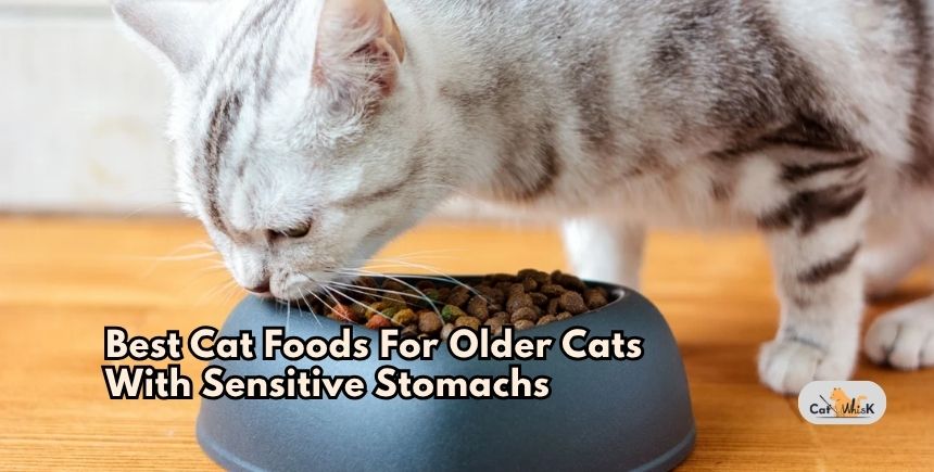 best cat foods for older cats with sensitive stomachs
