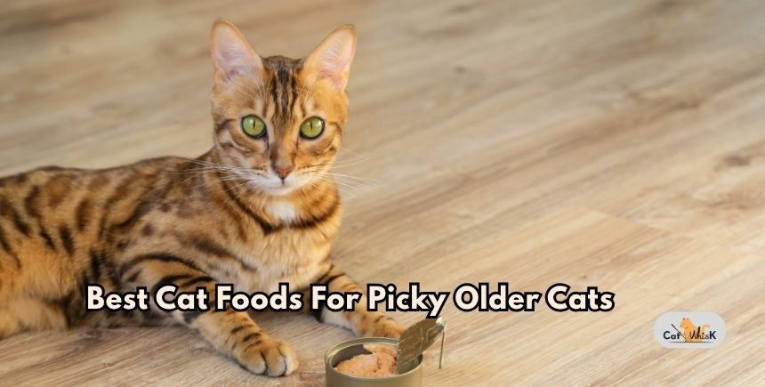 best cat foods for picky older cats